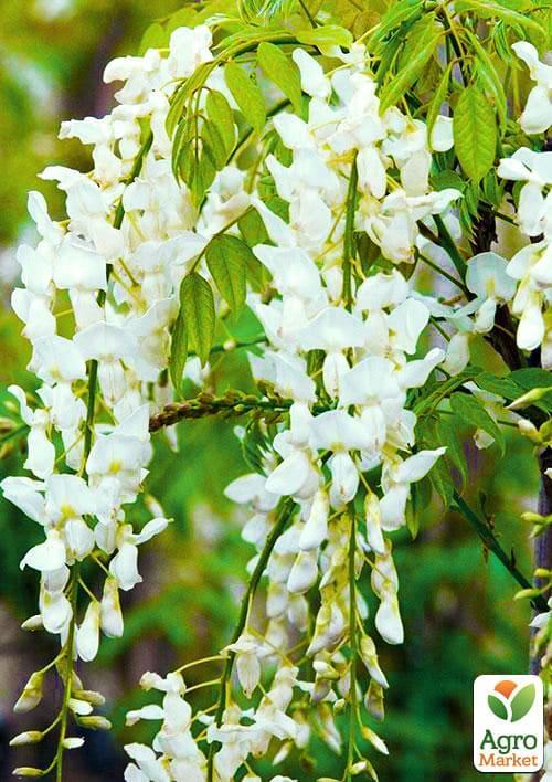 Глициния белая “Белые ночи” (White Nights)  - фото 7