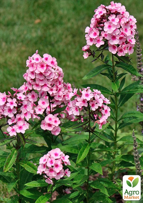 Флокс многолетний "Brilliant Eye" - фото 2