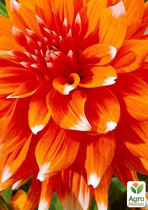 Жоржина "Color Spectacle" 1шт в упаковці - фото 3