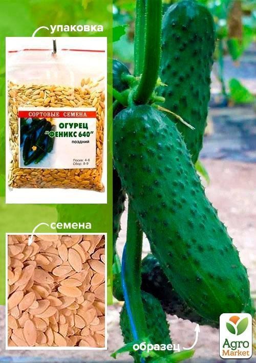Огірок "Фенікс 640" ТМ "Весна" 100г