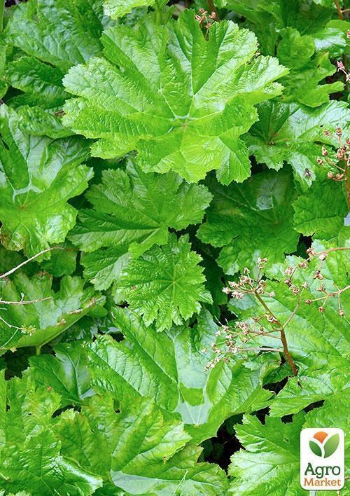 Дармера болотная - фото 3