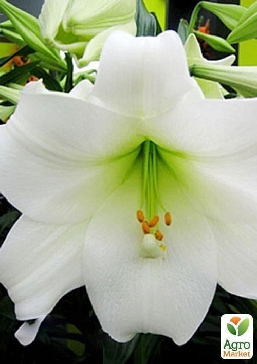 Лилия Трубчатая "White Heaven" 