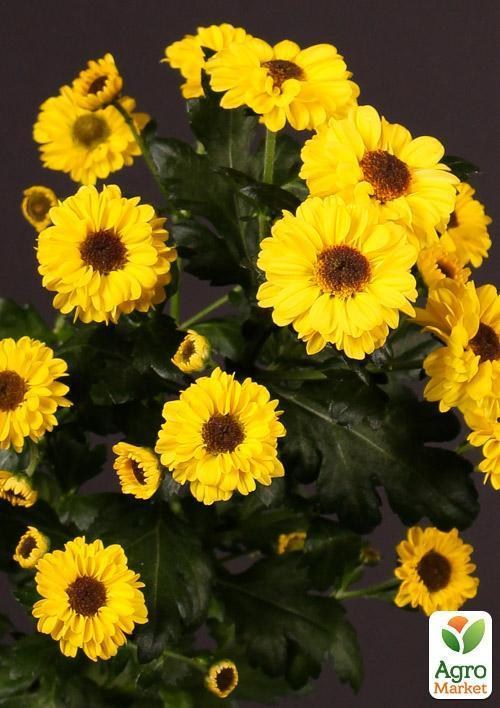 Хризантема кущова "Tedcha" - фото 2