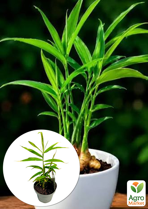 LMTD Имбирь комнатный Zingiber officinale `Bontemps`  высота 15-25см