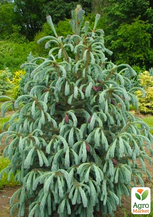 Ялина Енгельмана "Picea Engelmannii Glauca" (горщик P9) 1 саджанець в упаковці