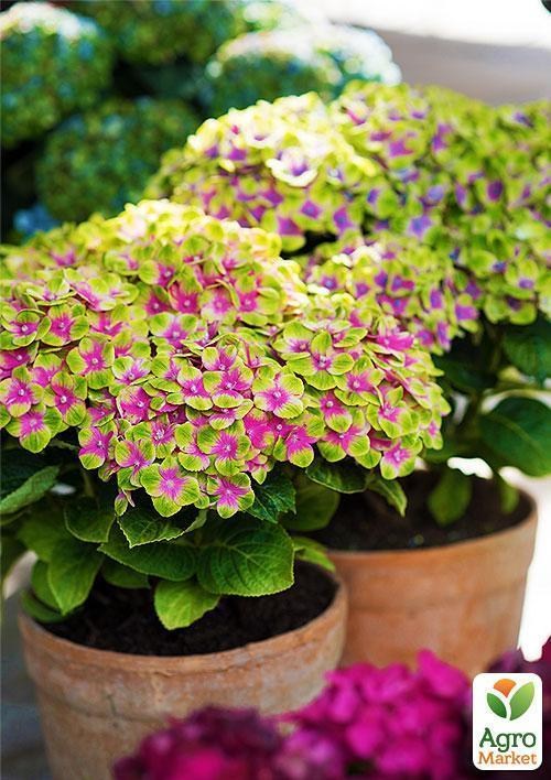 Эксклюзив! Гортензия Magical® `Four season` - фото 3