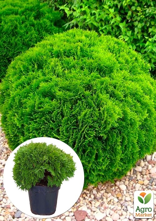 Туя западная "Danica" (ком/сетка) диаметр 45-55 см