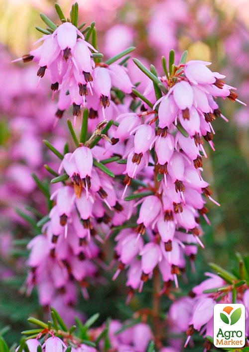 Эрика цветущая 2х-летняя "Darly Dale" вазон С2 - фото 2