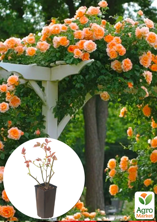 Роза плетистая "Полька" в контейнере, высший сорт