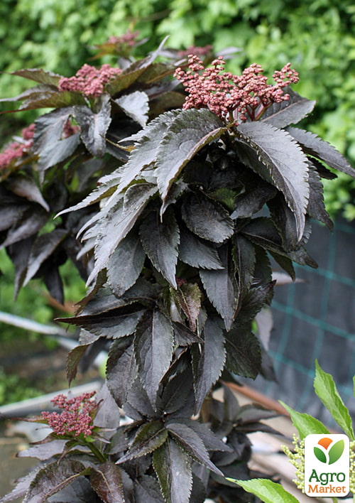 Бузина черная "Black Tower" (Sambucus nigra Black Tower) вазон С2 - фото 3