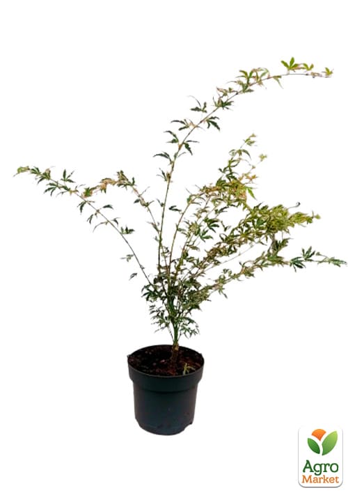 LMTD Клен вариегатный японский 3-х летний "Butterfly" (35-50см) - фото 5