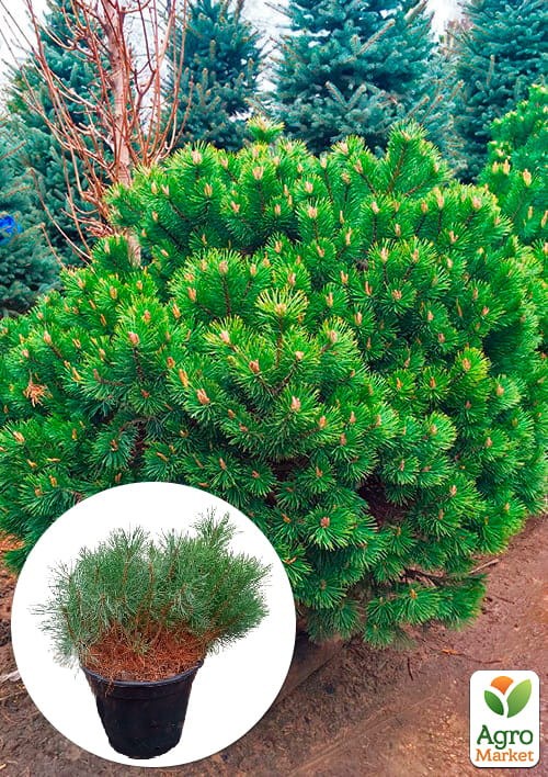 Сосна Карликовая "Pumilio" С10, высота 35-40см