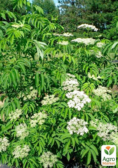 Бузина черная "Ранчо" контейнер Р9 - фото 2