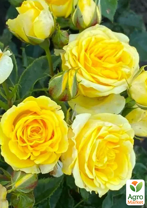 Роза спрей "Shani" в контейнере, высший сорт - фото 2