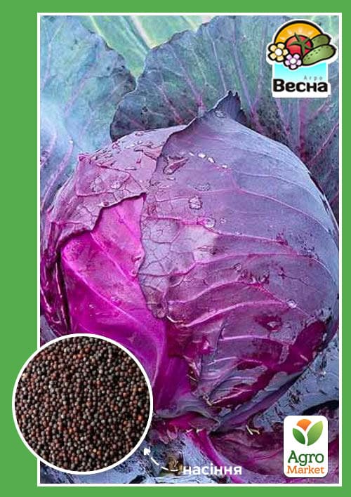 Капуста червоноголова середньостигла "Гранат" ТМ "Весна" 0.3г - фото 2