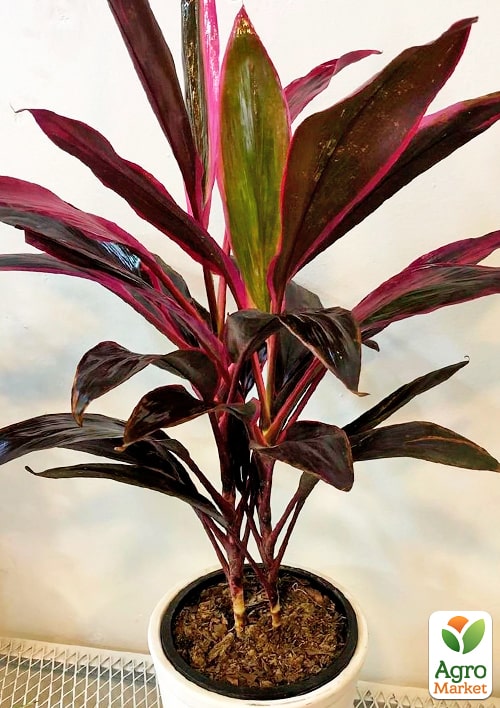 LMTD Кордилина "Tango" (высота 35-45см) - фото 5