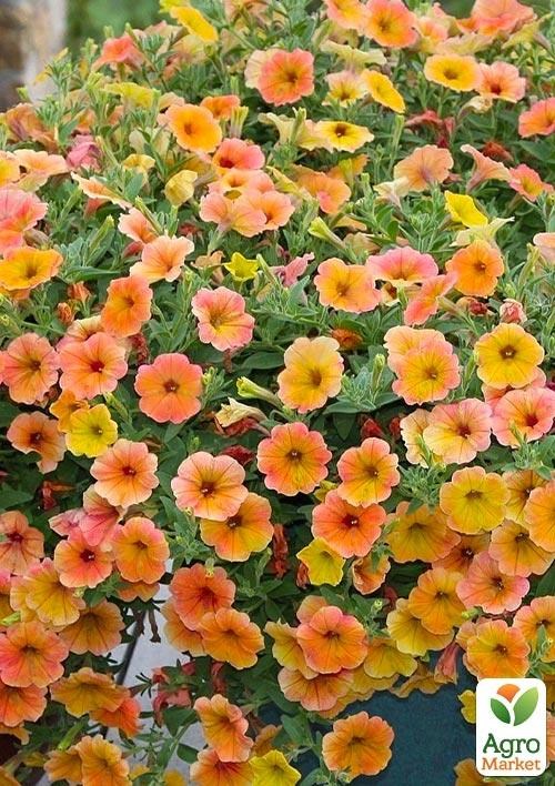 Петуния "Famous Apricot" (контейнер №10, высота 10-15см) - фото 2