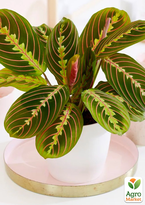 Маранта "Fascinator" - фото 6