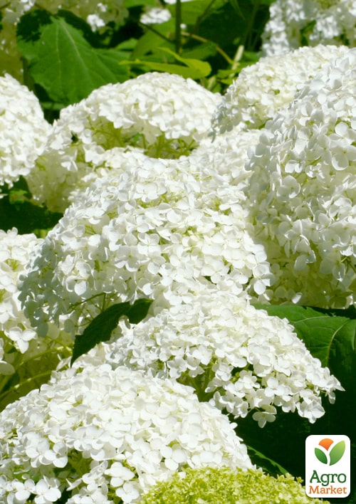 Гортензия крупнолистная "Soeur Therese" вазон Р9 - фото 4