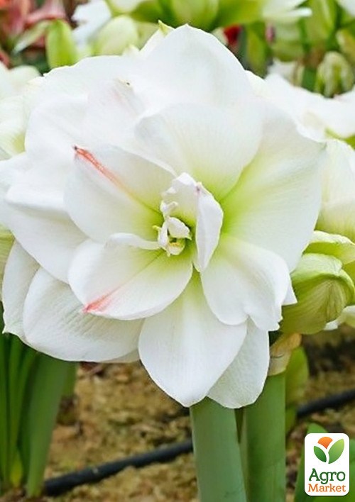 Гиппеаструм махровый "White Amadeus" (Амариллис) 
