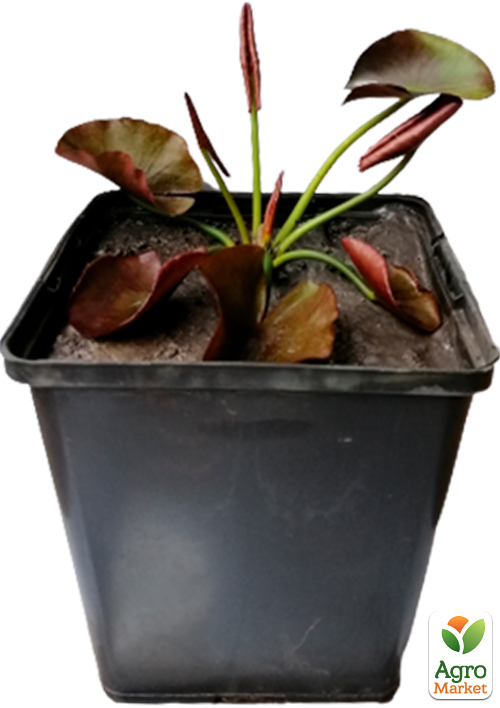LMTD Німфея (водяна лілія) "Marliacea Chromatella" (кореневище) - фото 7