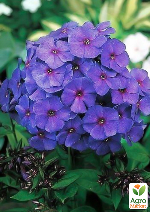 Флокс багаторічний "Nicky" 1шт в упаковці