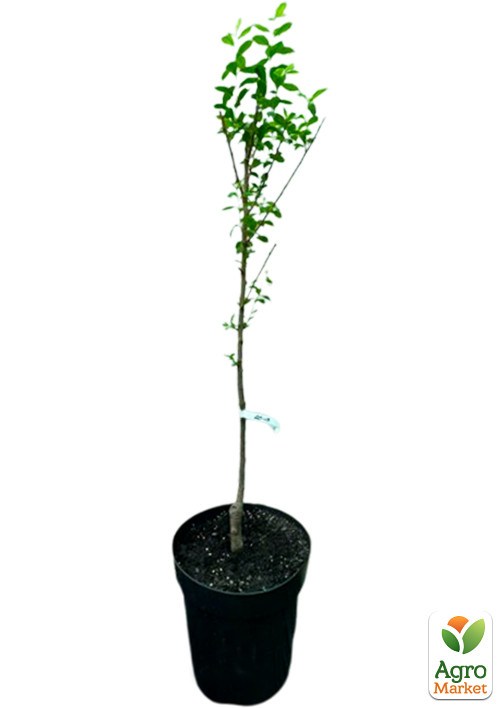 Алыча "Машенька" укорененная в контейнере (саженец 2 года) - фото 3