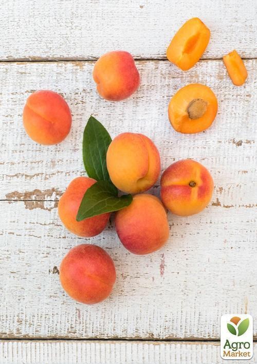Абрикос "Шелудько" (летний сорт, средний срок созревания)