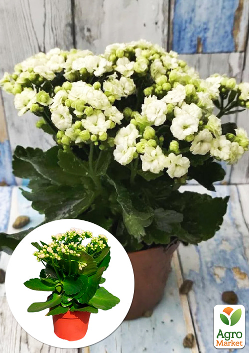 Каланхоэ Блоссфельда "White" (Kalanchoe Blossfeldiana) (Нидерланды)