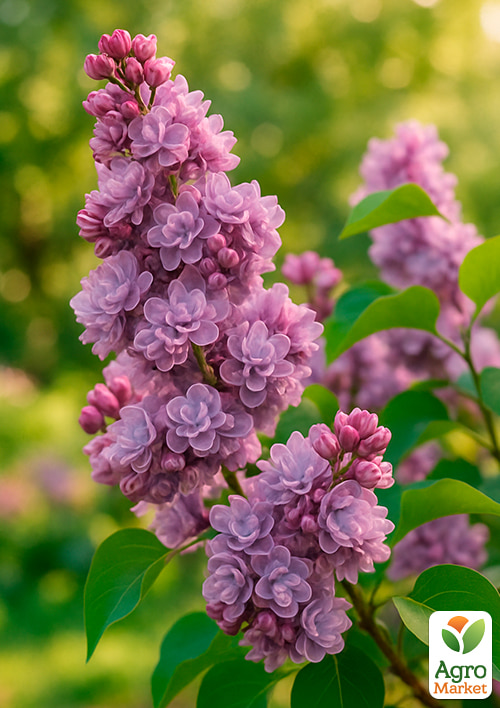 Сирень тёмно-лиловая "Marshal Lannes" 