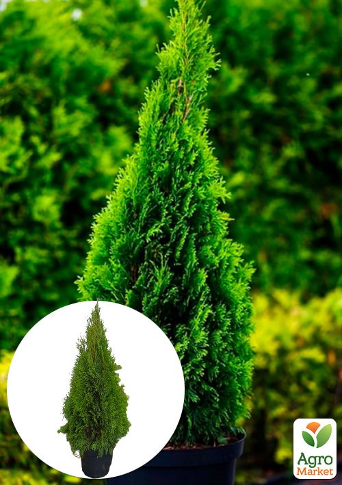 Туя західна "Smaragd" (ком/сітка) висота 120-150 см