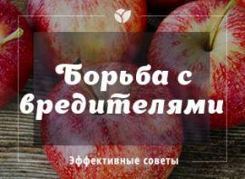 Корисні поради по боротьбі з шкідниками та лікування захворювань яблуні