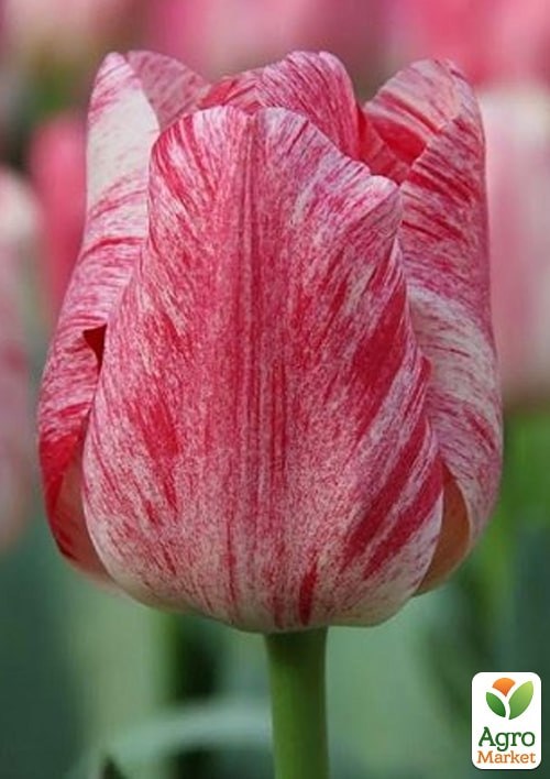 Тюльпан "Hemisphere" - фото 2