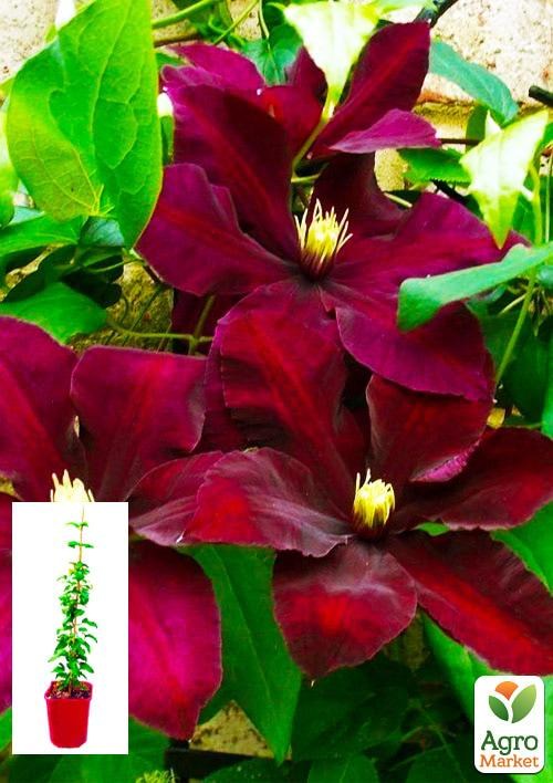 Клематис 3-х річний "Niobe" С2