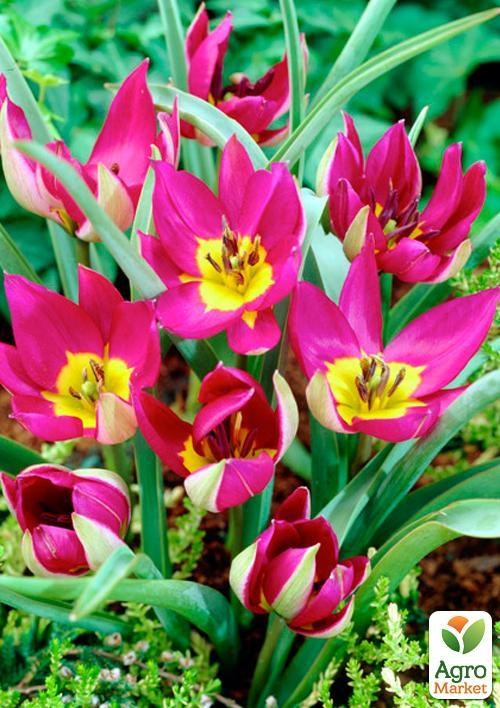 Тюльпан "Persian Pearl" (размер 6/7) 3шт в упаковке