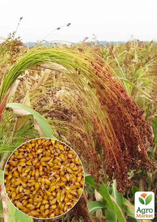 На развес Сорго веничное ТМ "Весна" цена за 30г