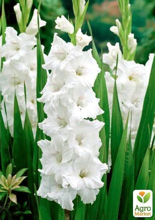Гладіолус "White Prosperity" 3шт