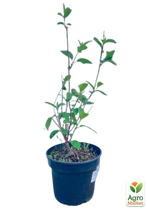 Гортензія 3-х річна волотиста "Pinkachu" - фото 3