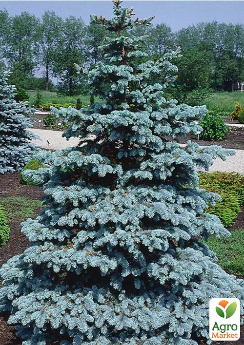 Ялина Мейєра "Picea Meyeri" вазон С2, висота 20-35см - фото 3