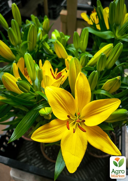 Лилия комнатная цветущая "Tiny Ranger" высота 40-45см - фото 4