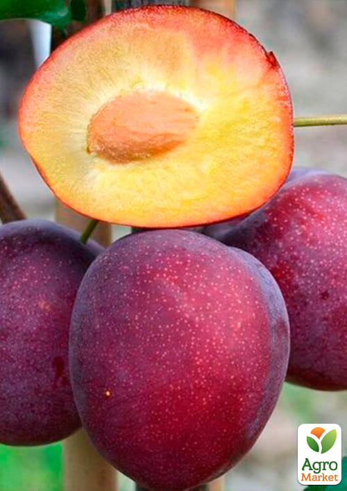 Слива "Ренклод Карбышева" (летний сорт, ранний срок созревания) - фото 4