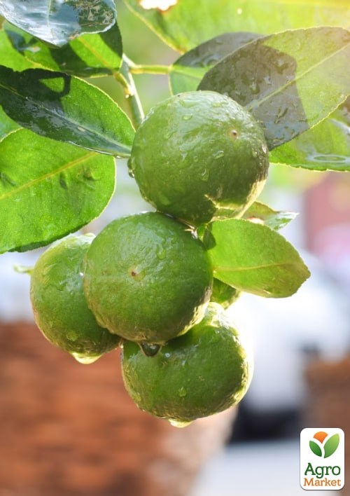 Торфосуміш для цитрусових рослин COMPO SANA 10л (1671) - фото 2