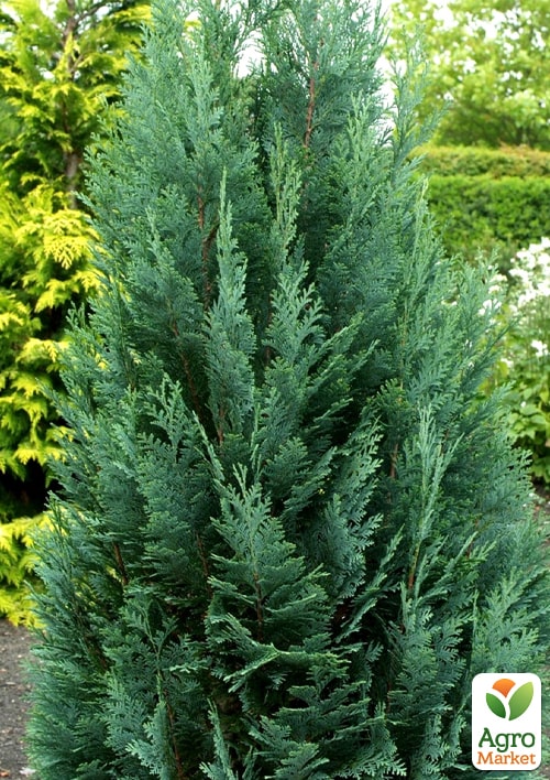 Кіпарисовик Лавсона "Columnaris" С3, висота 50-60см - фото 2