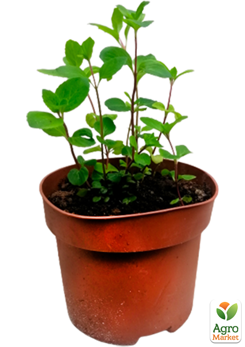 М'ята Імбирна Джінжер (Mentha Ginger Mint) - фото 5