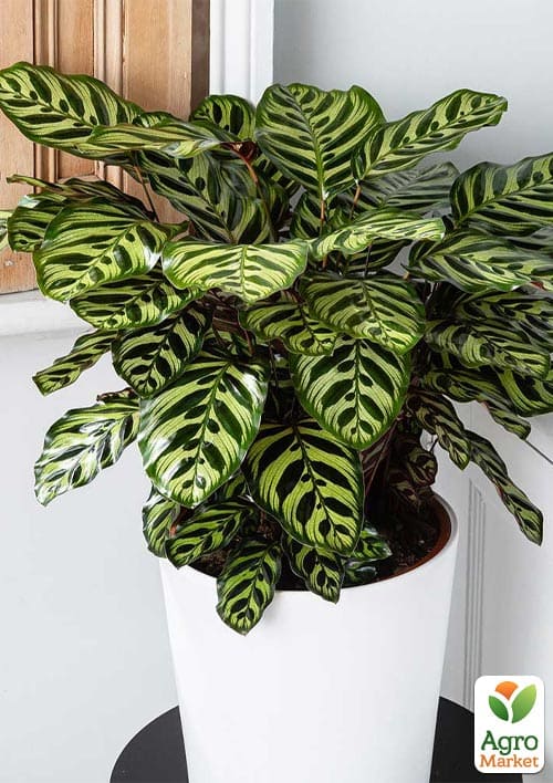 Калатея "Makoyana" высота 35-45см - фото 6