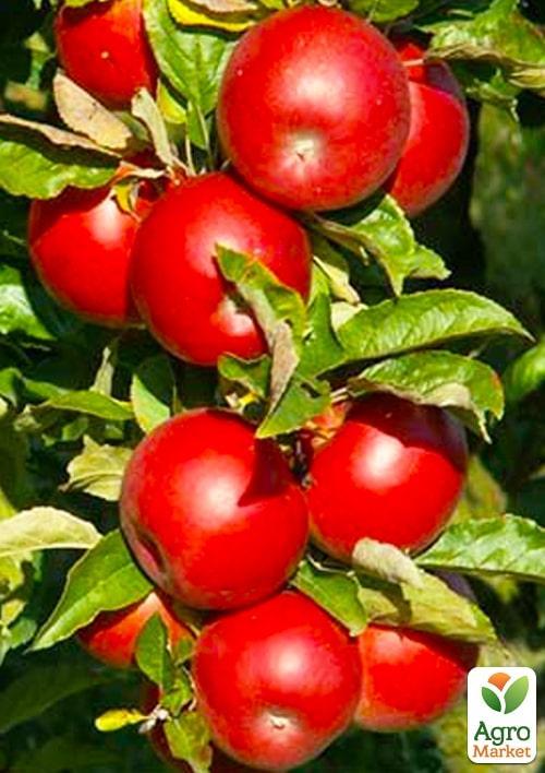 Яблуня "Айдаред" (зимовий сорт, пізній термін дозрівання)