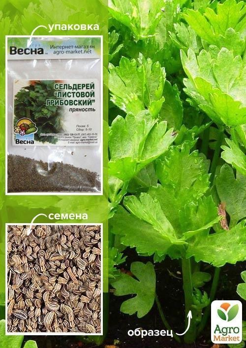 Селера "Листова Грибовський" (Зипер) ТМ "Весна" 1г