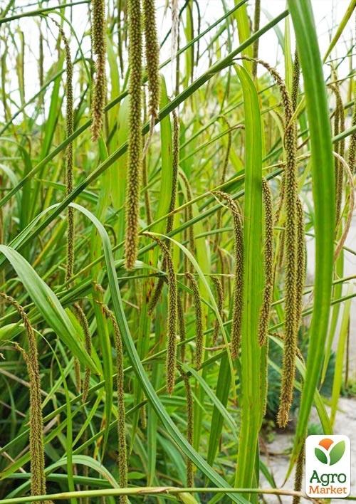 Осока повислая "Pendula" вазон С2 - фото 3