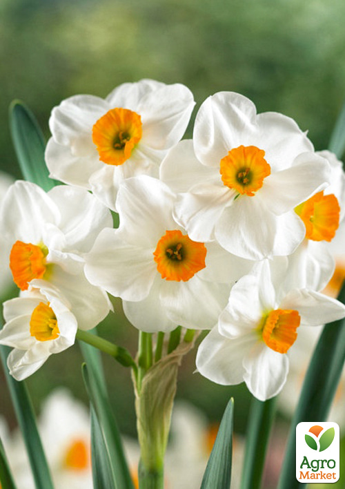 Нарцис багатоквітковий "Geranium" укорінений