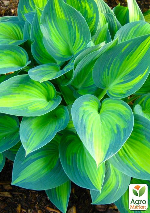 Хоста "Catherine"